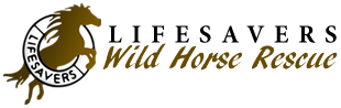 Lifesavers Wild Horse Rescue
